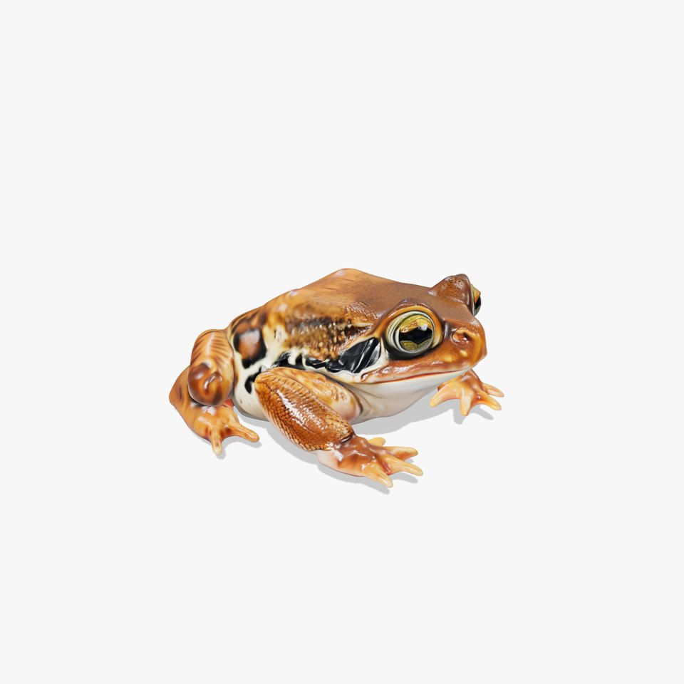 Realistic Tropical Frog 3D Model with High-Quality Textures